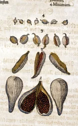 De kardemom. Gravure - in "Kreutterbuch Dess Hochgelehrten unnd weitberuhmten Herrn D. Petri Andreae Matthioli" door Pietro Andrea Mattioli. Frankfurt