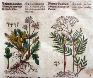 Valeriaan: twee soorten met plantbeschrijving