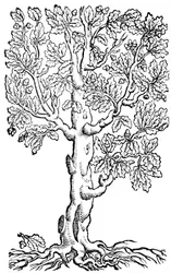 XII Boeken over landbouw en de perfecte teelt van een ordelijke boerderij of landgoed