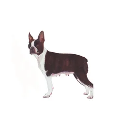 Boston Terrier, 2011 (aquarel  gouache op papier)