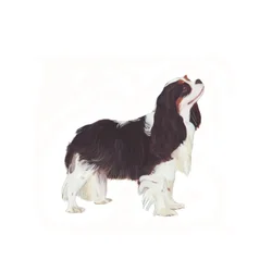 Cavalier King Charles Spaniel, 2011 (aquarel  gouache op papier)