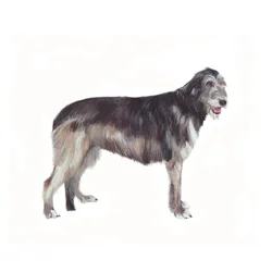 Ierse wolfshond, 2011 (aquarel  gouache op papier)