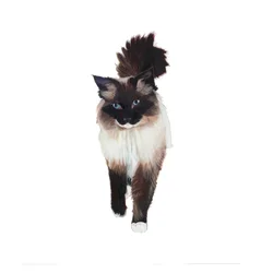 Ragdoll, 2014 (aquarel  gouache op papier)