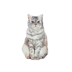 Selkirk Rex, 2014 (aquarel  gouache op papier)