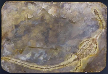 Hyphalosaurus lingyuanensis fossiel (item)