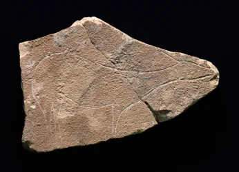 Rotstekening die een hert voorstelt, Parpallo-grot, Spanje. Boven-Paleolithicum, Solutreen