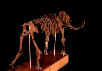 Prehistorie, dinosaurus: mammoetskelet, Parijs, natuurhistorisch museum