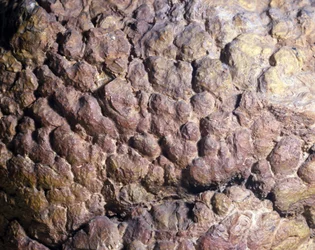 Prehistorie: Collenia rots van stromatoliet of stromatoliet uit Noord-Afrika. Siluurperiode.
