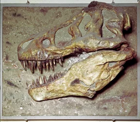 Prehistorie: dinosaurus schedel Tyrannosaurus rex (T Rex of tyrannosaurus). Krijtperiode. Museo civico di storia naturale, Milaan