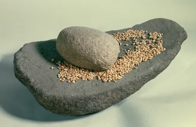 Prehistorie: Slapend wiel met graankorrels (neolithische periode). Frankrijk. Saint-Germain-en-Laye, Museum van Oudheden.