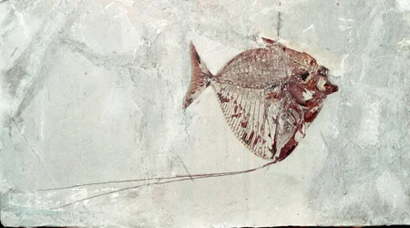 Prehistorie: Mene Rhombea visfossiel van de site van Mount Bolca (Italië). Eoceen periode