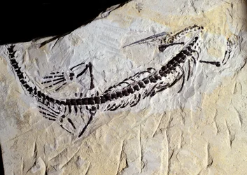 Prehistorie: Mesosaurus fossiel, Paleozoïcum, Perm-periode. Gevonden in Minas Gerais, Brazilië