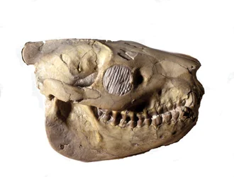 Prehistorie: schedel van Oreodon (of Merycoidodon), dinosauriër. Cenozoïcum, oligocene periode. Gevonden in South Dakota in de Verenigde Staten.