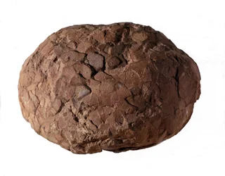 Prehistorie: dinosaurusei gevonden in de Provence. Mesozoïcum, Jura periode