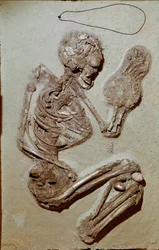 Prehistorie: vrouwelijk skelet daterend uit het Boven-Neolithicum. Cultuur van Chiozza. 2900-2700 v.Chr. Reggio Emilia, Musei Civici, Museo Chierici, Italië