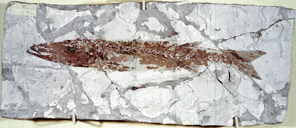 Prehistorie: visfossiel Sphyraena Bolcensis van de vindplaats Monte Bolca (Italië). Eoceen periode.