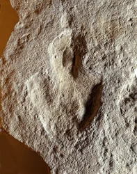 Prehistorie: fossiele vingerafdruk van een dinosaurus. Mesozoïcum, Jura-periode. gevonden in voormalig Joegoslavië
