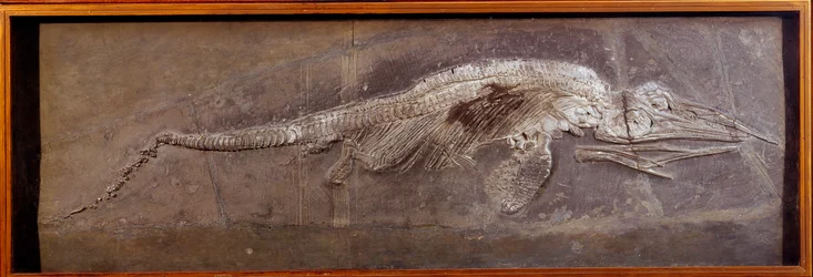 Prehistorie: fossiel van Pareiasaur, prehistorisch dier, Parijs, natuurhistorisch museum