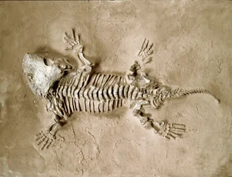 Prehistorie: fossiel van het amfibische reptiel Seymouria baylorensis uit Texas in de Verenigde Staten. Perm. Museo Civico di Storia Naturale, Milaan