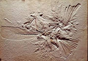 Prehistorie: fossiel van de vogel Archaeopteryx (archeopteryx)