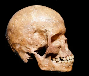 Prehistorie: fossiele schedel van Homo sapiens uit Grimaldi, Ventimiglia (Italië). Aurignaciencultuur, laatpaleolithicum. Stedelijk Natuurhistorisch Museum, Milaan