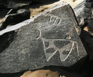 Prehistorie, rotstekeningen: gravure van een rund