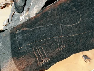 Prehistorie, rotstekeningen: grafrots met de voorstelling van een leeuw (Tazina-stijl)