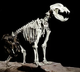 Prehistorie: skelet van de grottenbeer (Ursus spelaeus) uit de Grotten del Bandito in Roaschia, Italië. Periode van het Pleistoceen. Museo civico di storia naturale, Milaan