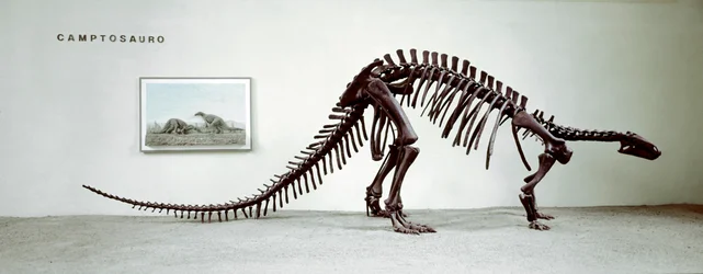 Prehistorie: skelet van de camptosaurus dinosaurus (Camptosaurus Browni). Boven-Jura periode.