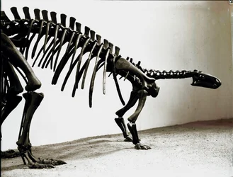 Prehistorie: skelet van de camptosaurus dinosaurus (Camptosaurus Browni). Periode van het Boven-Jura. Museo civico di storia naturale, Milaan