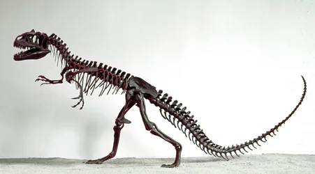 Prehistorie: skelet van de dinosaurus Allosaurus fragilis