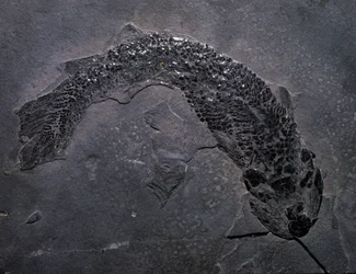 Prehistorie: soort fossiele Gyroptichus, paleozoïcum, devoon. gevonden in Schotland