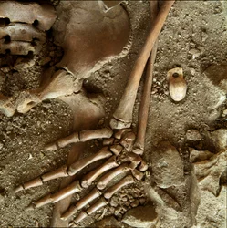 Prehistorie: tiener sepultuur. Detailweergave van het grafgeschenk uit de grot van Candid Arene (Finale Ligure), Ligurië. Boven-Paleolithicum, 24000 v.Chr. Genua, Museo di Archeologia Ligure