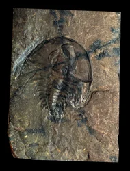 Prehistorie: trilobiet Olenellus fossiel (geleedpotige). Tijdperk van het Paleozoïcum, periode van het Cambrium. Vondst in Utah, Verenigde Staten