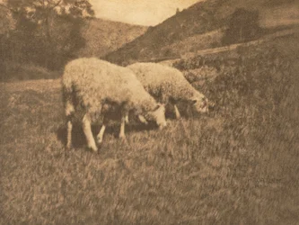 Camera Work: Schapen, 1906