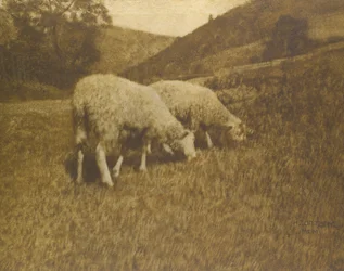 Schapen