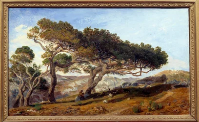 Pijnbomen in het platteland van Aix-en-Provence