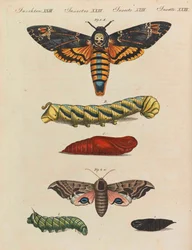 Kinderprentenboek Kinderencyclopedie door Friedrich Johann Justin Bertuch