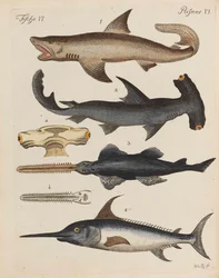 Kinderprentenboek Kinderencyclopedie door Friedrich Johann Justin Bertuch, 1798-1830