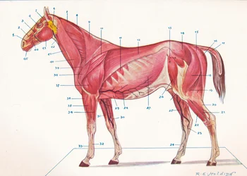 Oppervlakkige spieren, pezen enz. van een paard, ca. 1907-1910