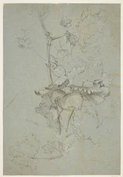 Plantenstudie