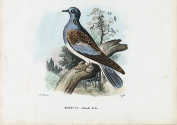 Europese Tortelduif, 1863-79