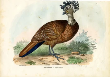 Grote Hokko, 1863-79