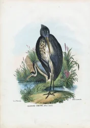 Grijze reiger, 1863-79