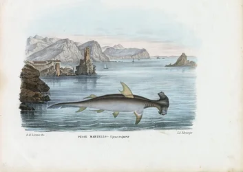 Hamerhaai, 1863-79