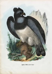 Harpijarend, 1863-79