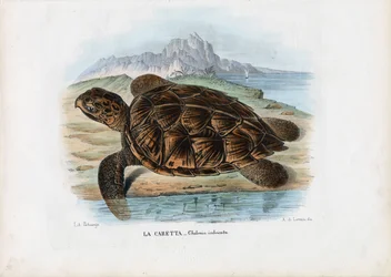 Schildpad, 1863-79