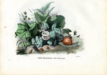 Helix Slakken, 1863-79