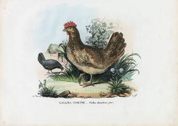Hen, 1863-79