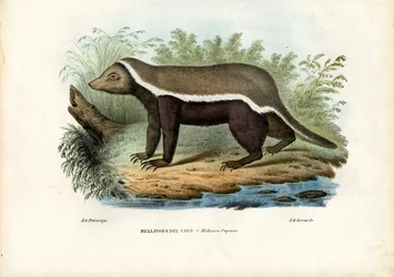 Honingdas, 1863-79